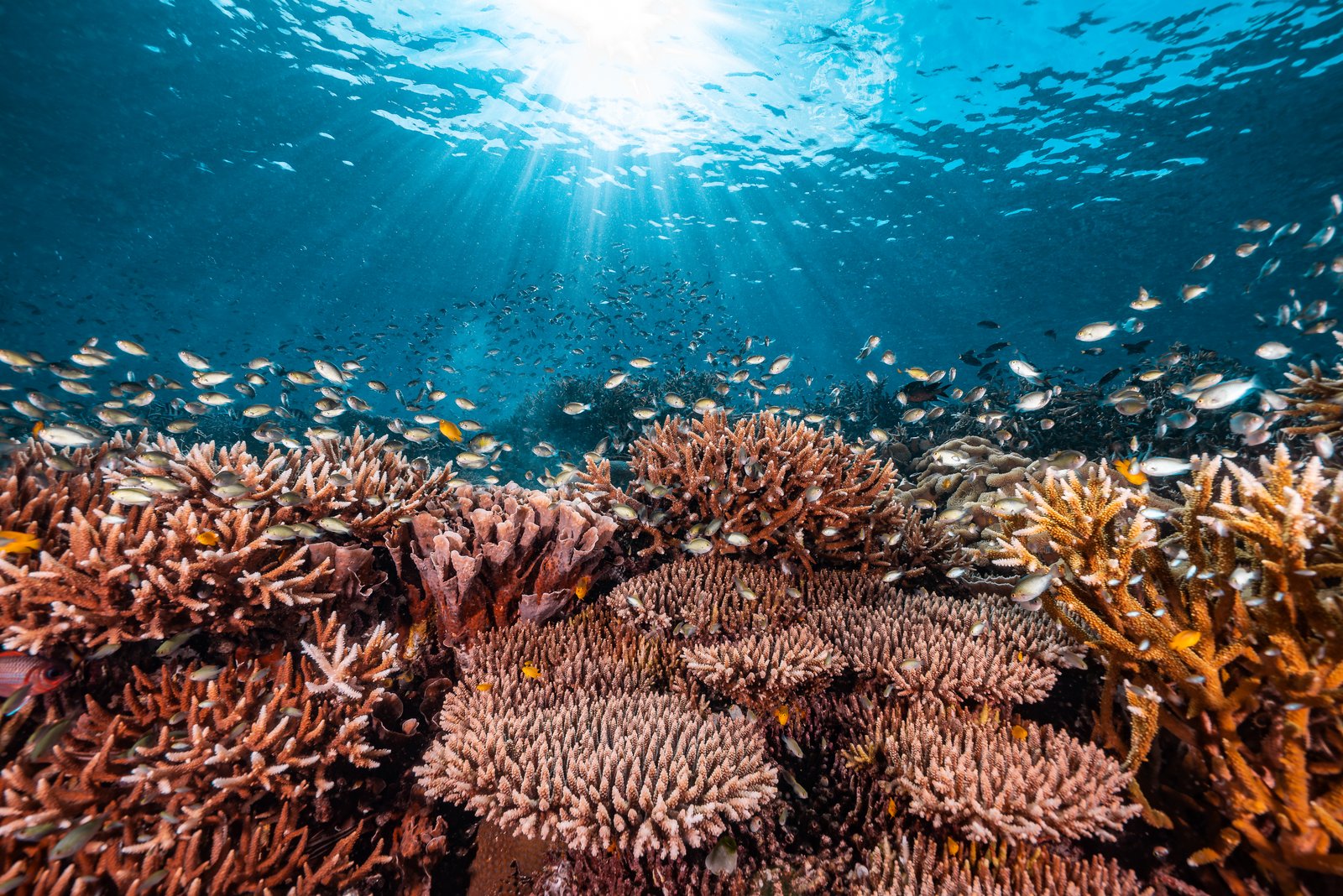 Coral reef ecosystem with sunlight streaming through the water
