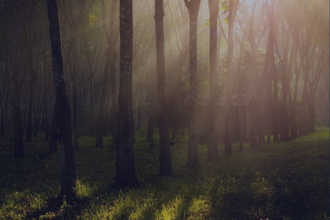 Morning light through a natural rubber plantation
